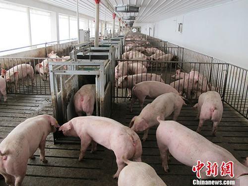 资料图:活猪养殖场。 <a target='_blank' data-cke-saved-href='http://www.chinanews.com/' href='http://www.chinanews.com/'>中新社</a>记者 林浩 摄 资料图:活猪养殖场。 <a target='_blank' data-cke-saved-href='http://www.chinanews.com/' href='http://www.chinanews.com/'>中新社</a>记者 林浩 摄